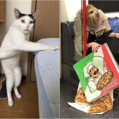 Pet shop, gatos feios e fofinhos em caixa animal doméstico desenho animado